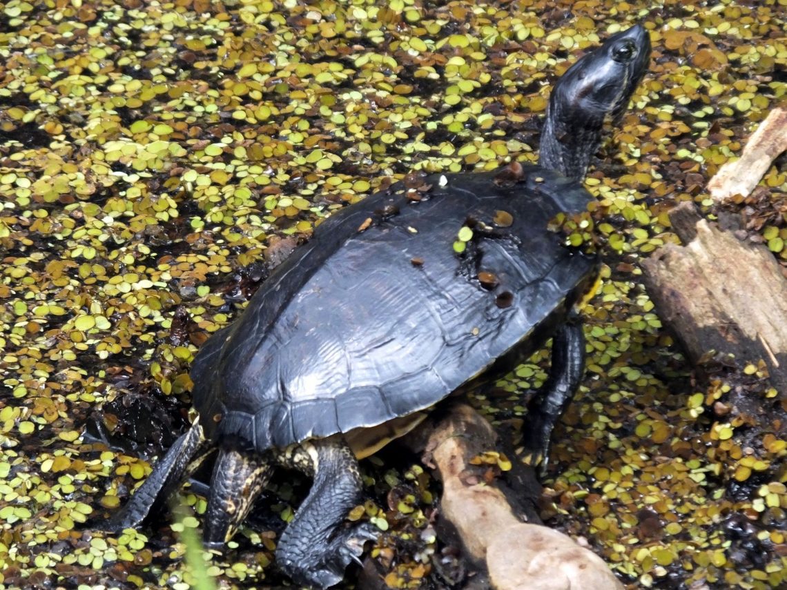 Musk turtle