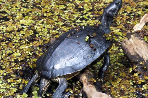 Musk turtle