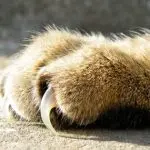 My cat’s claws are falling out, what should I do?
