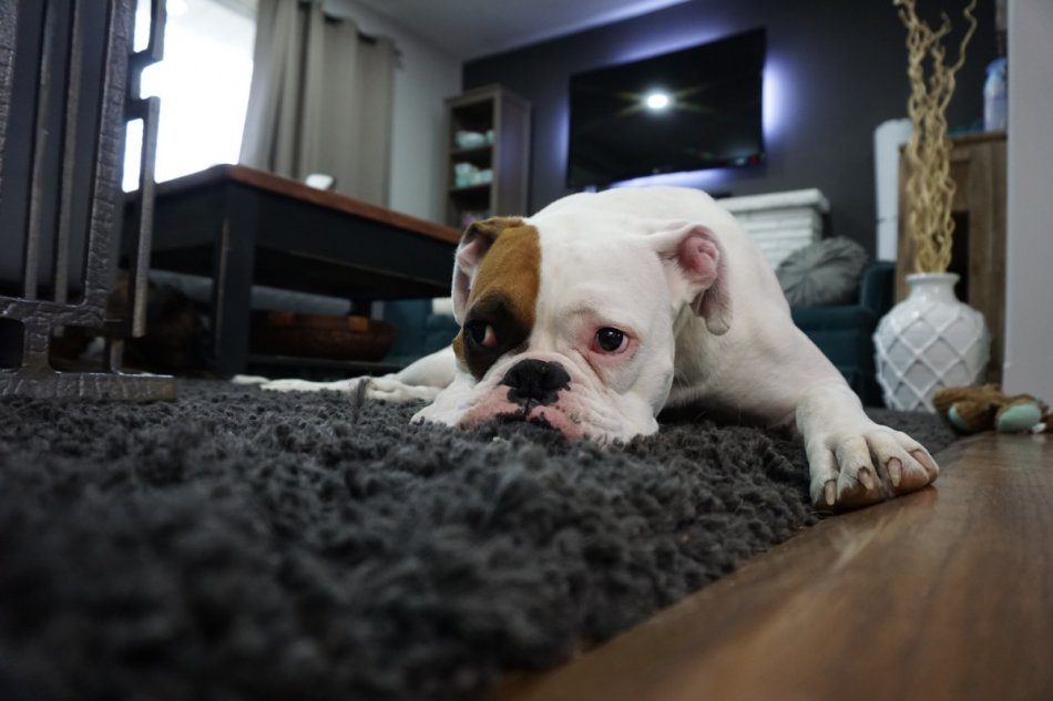 My dog ​​is not left alone at home! Separation anxiety in dogs