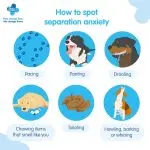 My dog ​​is not left alone at home! Separation anxiety in dogs