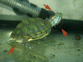 Mycotic dermatitis, fungus, saprolegniosis and bact. infection in aquatic turtles