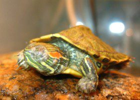 Mycotic dermatitis, fungus, saprolegniosis and bact. infection in aquatic turtles