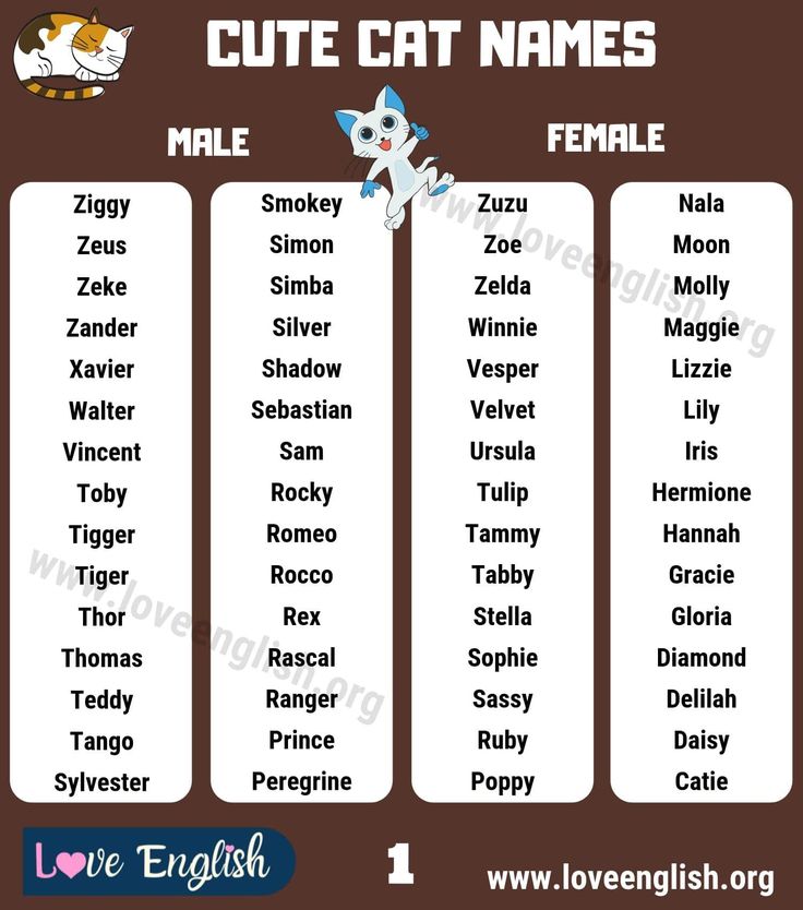 Names for cats and cats in English