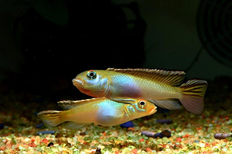 Nanochromis glossy