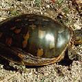 narrow-headed tortoise