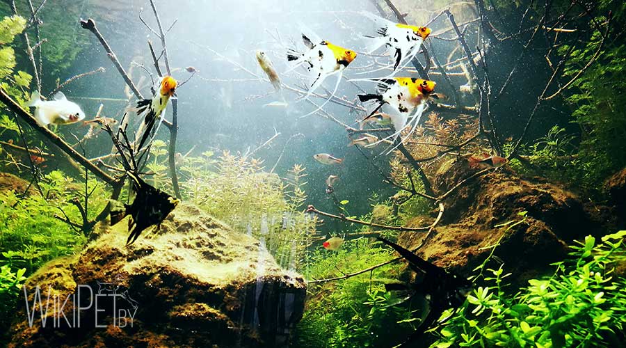 Nature aquarium: big and small fish