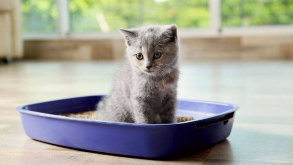 What to do if the kitten does not go to the tray
