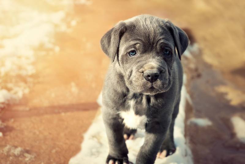 Cute Mastino Puppy