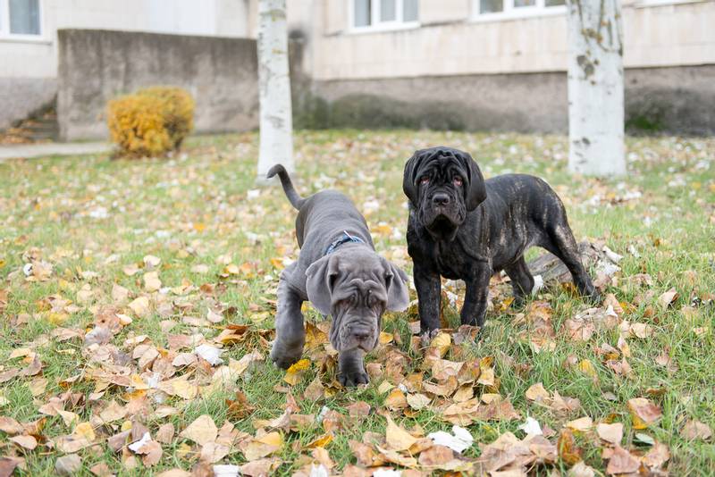 Mastino grey and black puppies