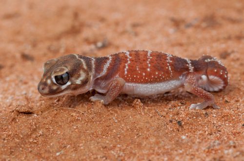 Nefrurs (Nephrurus) or Cone-tailed geckos