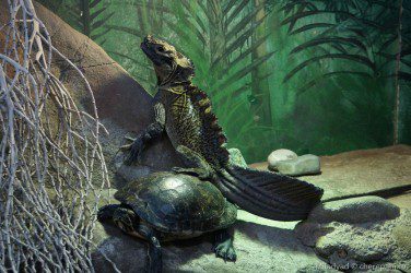 Neighbors of turtles in the aquaterrarium