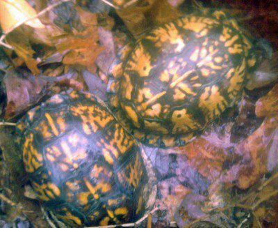 Neighbors of turtles in the terrarium