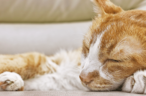 Nephritis in cats: symptoms and treatment