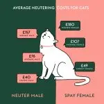 Neutering cats
