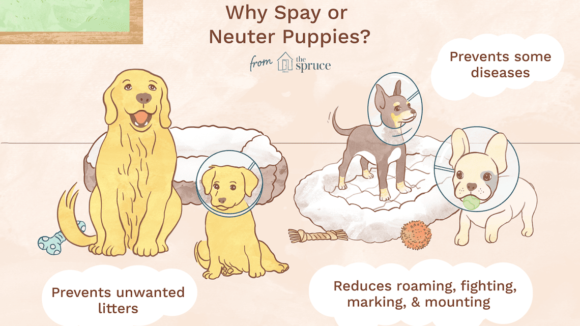 Neutering of dogs