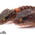 New Guinea skink prickly