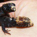 New Guinea skink prickly