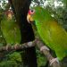 New Zealand kea parrots have a sense of humor!