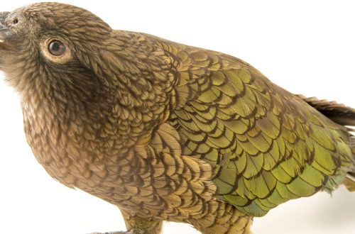 New Zealand kea parrots have a sense of humor!