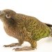 New species of parrot discovered in Mexico