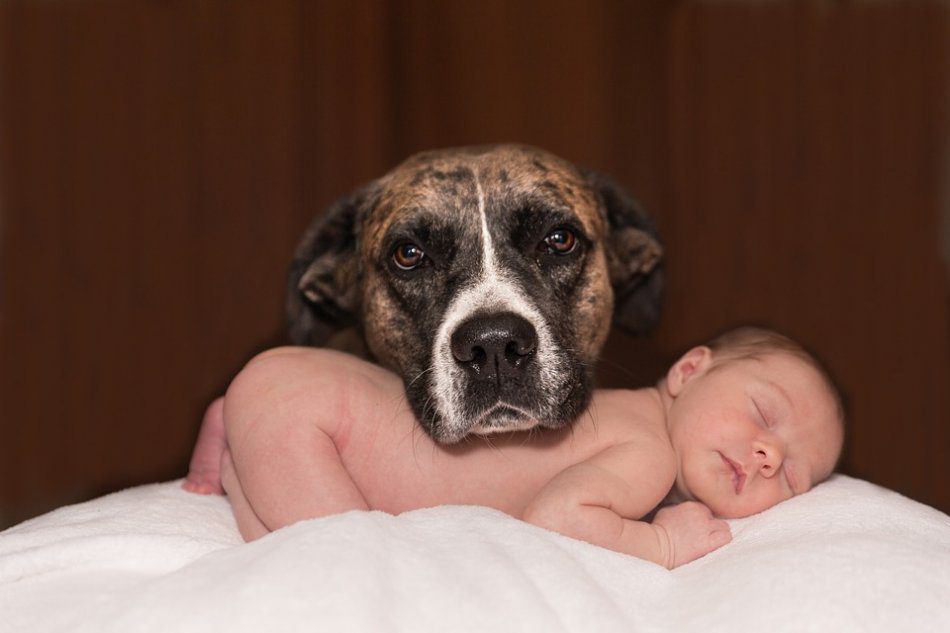 Newborn baby and dog: safety rules
