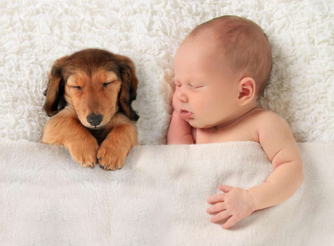 Newborn baby and dog: safety rules
