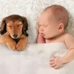 Newborn baby and dog: safety rules