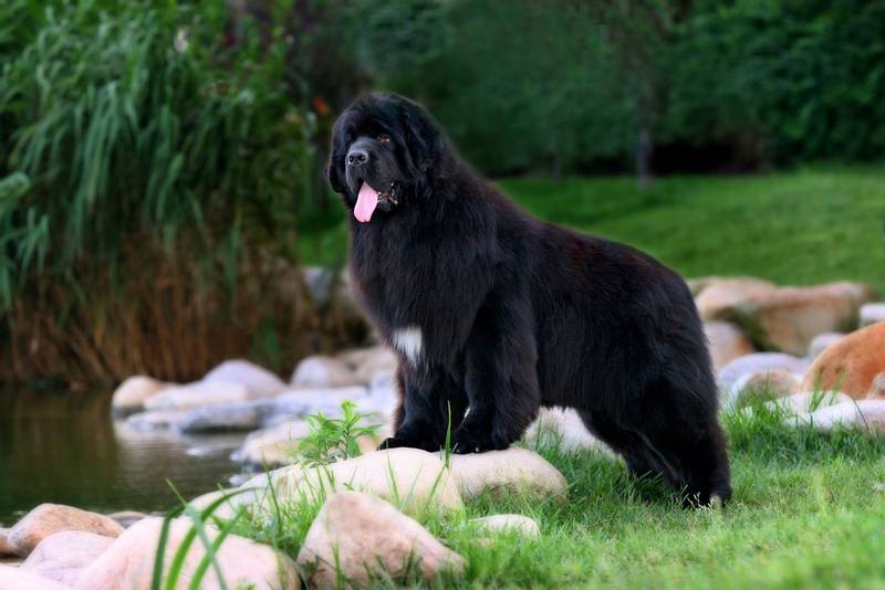 Big Newfoundland Dog