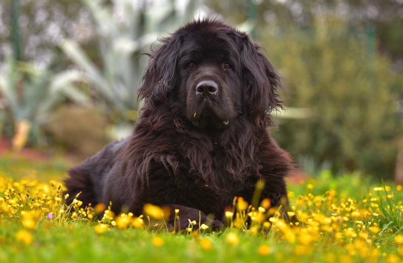 Newfoundland Dog in flowers