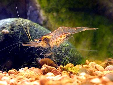 Nigerian shrimp
