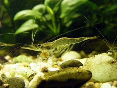 Nigerian shrimp