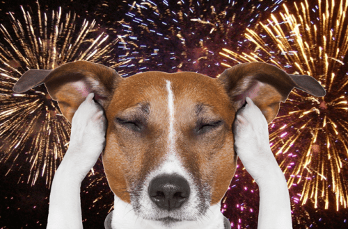Noisy Holidays: How to Help Your Dog Survive Fireworks