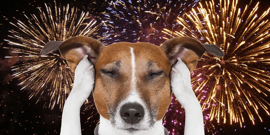 Noisy Holidays: How to Help Your Dog Survive Fireworks