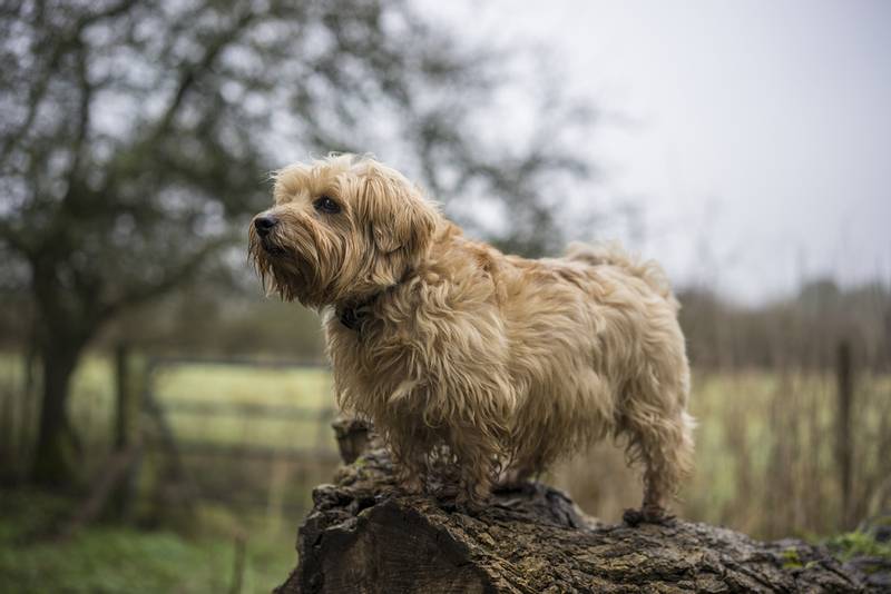Norfolk Terrier on the wood