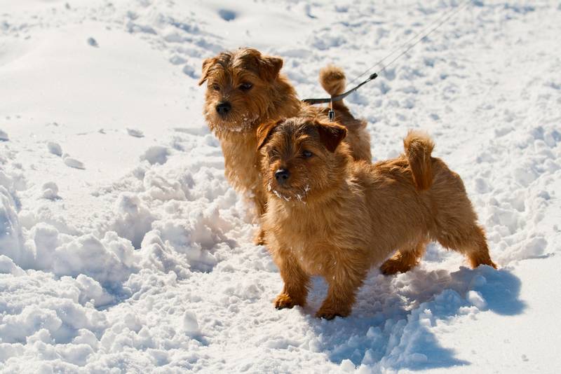 Norfolk Terriers on the snow