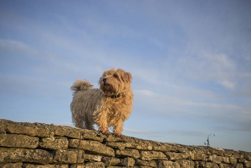 Norfolk Terrier on the wall