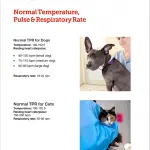 Normal temperature in cats