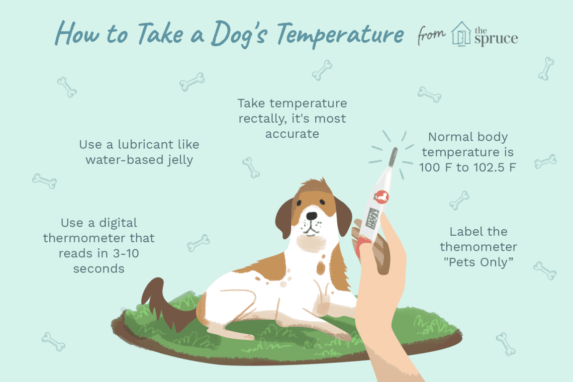 Normal temperature in dogs