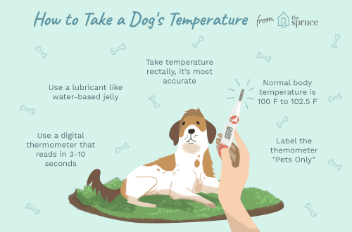 Normal temperature in dogs