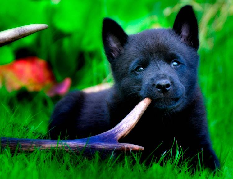 Black Norwegian Elkhound Puppy