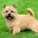 Norfolk Terrier