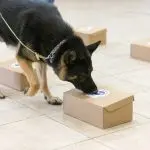 Nosework: what is it and why does a dog need it?