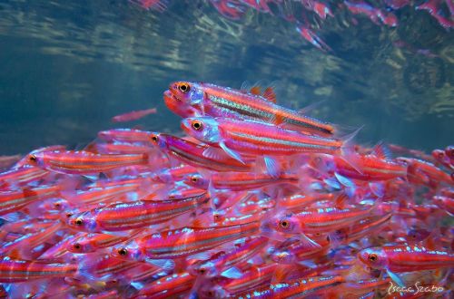 Notropis rainbow