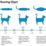 Obesity in cats