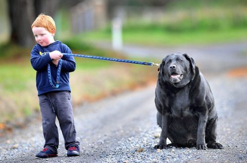 Obesity in dogs: why is it dangerous?