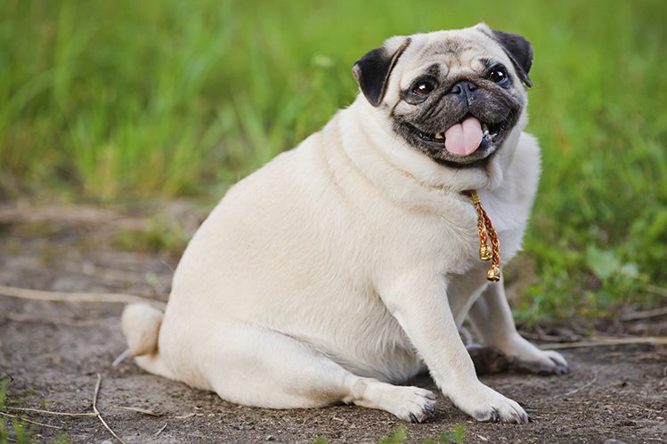 Obesity in dogs: why is it dangerous?