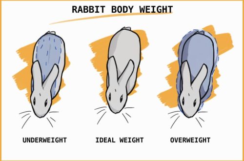 Obesity in rabbits