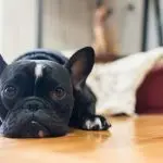 Obsessive motor stereotypy in dogs