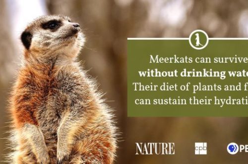 Oh those meerkats! Curious facts about predators